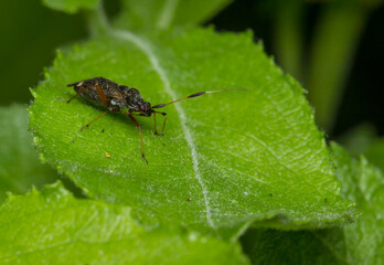 reed beetle on a green leaf. wildlife. colorful detailed macro photo of an insect. close-up. space for text. screensaver.