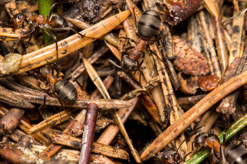 forest  ants. wildlife. colorful detailed macro photo of an insect. close-up. space for text. screensaver.