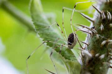 a harvestman spider on a green blurred background. wildlife. a colorful detailed macro photograph of an insect. close-up. space for text. screensaver.