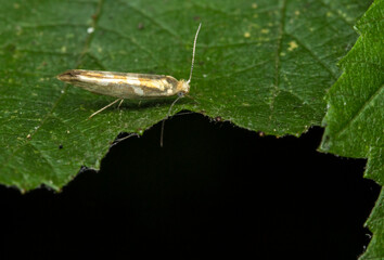 bronze moth. wildlife. colorful detailed macro photo of an insect. close-up. space for text. screensaver. bokeh