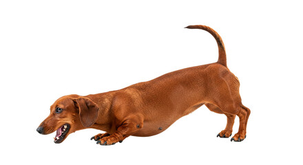 A dachshund with its mouth open and tail raised on a black background