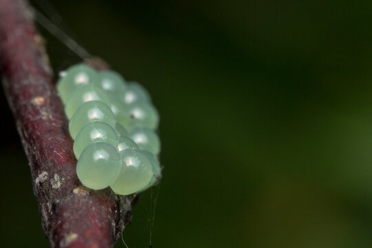 insect eggs on a plant. bed bug eggs. close-up. colorful macro photo of an insect. wildlife. blurred background.