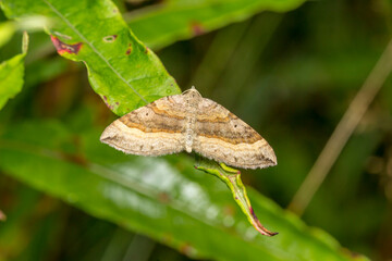 hairy bug on a plant. wildlife. colorful detailed macro photo of an insect. close-up. space for text. screensaver. bokeh