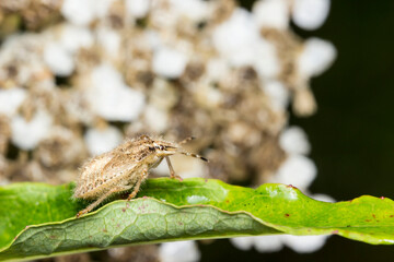 hairy bug on a plant. wildlife. colorful detailed macro photo of an insect. close-up. space for text. screensaver. bokeh