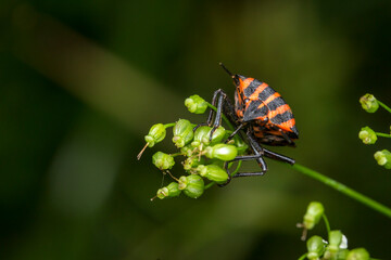 striped bug on a blurred background. wildlife. colorful detailed macro photo of an insect. close-up. space for text. screensaver. bokeh