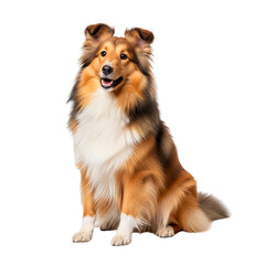 A shetland sheepdog sitting upright with a happy expression on its face