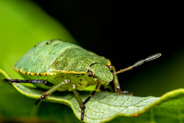 shield bug. head. insect portrait. colorful detailed macro photo of an insect. close-up. text space. compound eyes. screensaver.