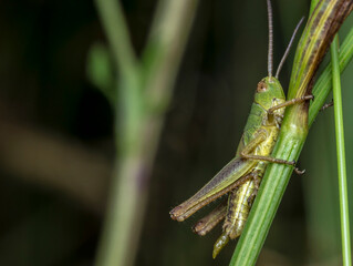green grasshopper. blurred background. wildlife. colorful detailed macro photo of an insect. close-up. space for text. screensaver. bokeh