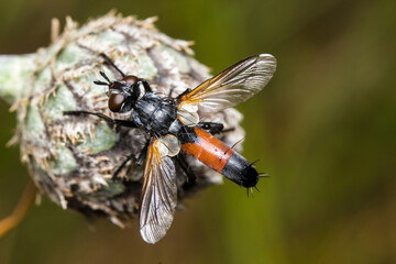 tachina fly on a dark background. wildlife. colorful detailed macro photo of an insect. close-up. space for text. screensaver. bokeh