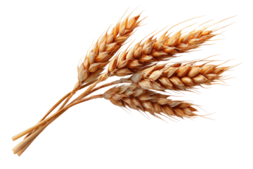 Close-up of three wheat stalks, golden-brown ears
