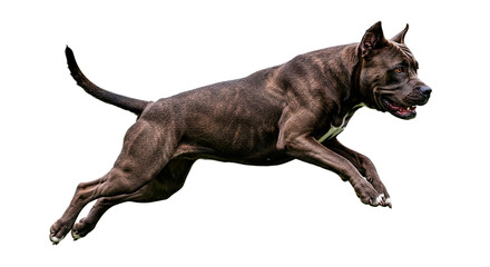 A brindle pitbull dog jumping in the air with a black background view