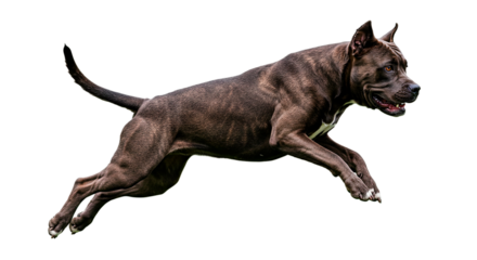 A brindle pitbull dog jumping in the air with a black background view