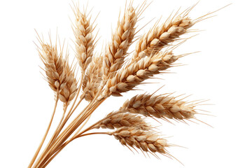Close-up of a cluster of wheat stalks.  Golden, light tan colored wheat heads with detailed seed structures,  against a black background
