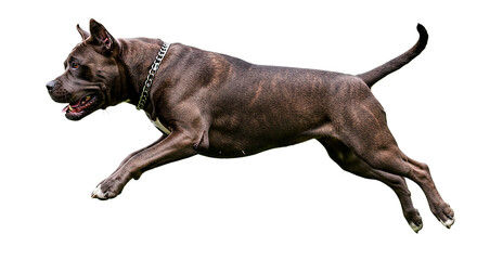 A brindle pitbull running with a silver chain collar on black background