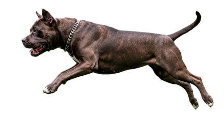 A brindle pitbull running with a silver chain collar on black background