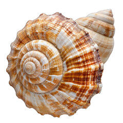 Obraz premium Close-up spiral seashell, natural colors