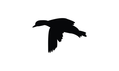 Flying American wigeon bird Silhouette Design  And Vector Illustration. 