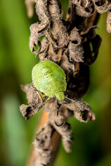 shield bug on a green leaf. wildlife. colorful detailed macro photo of an insect. close-up. space for text. screensaver. bokeh
