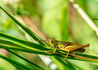 green grasshopper in the grass . wildlife. colorful detailed macro photo of an insect. close-up. space for text. screensaver.