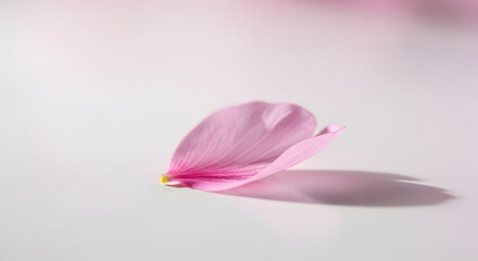 Close-up of a delicate pink flower petal resting on a smooth surface with soft shadows and a blurred background creating a serene and minimalist aesthetic
