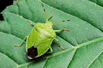 shield bug on a green leaf. wildlife. colorful detailed macro photo of an insect. close-up. space for text. screensaver. bokeh