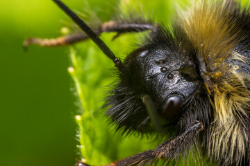 Obraz premium bumblebee. head. insect portrait. colorful detailed insect macro photo. close-up. text space. compound eyes. screensaver.