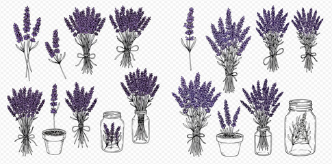 A hand-drawn collection of purple lavender flowers, featuring bouquets, single sprigs, potted plants, and arrangements in glass jars.
