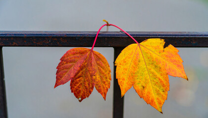 Obraz premium Autumnal Leaves: Two vibrant leaves, showcasing a stunning gradient of autumn hues, are gently suspended against a subtle blurred background, perfect for conveying the season's ephemeral beauty.