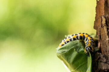 caterpillar on a green blurred background. with highlights. colorful detailed macro photo of an insect in the wild. close-up. space for text. screensaver. bokeh