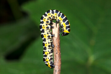 a beautiful colorful caterpillar on a green background with highlights. a colorful detailed macro photograph of an insect in the wild. close-up. space for text. screensaver