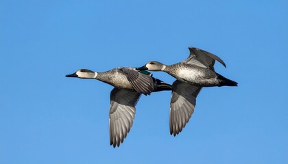 Obraz premium Two ducks in flight against a clear blue sky