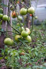 tomatoes in the garden