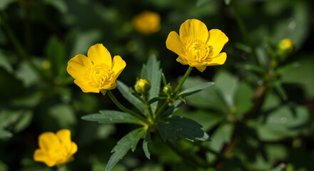 Fototapeta premium Vibrant yellow buttercups bloom brightly amidst lush green foliage on a sunny day