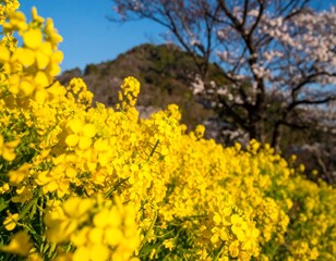 Obraz premium Vibrant yellow flowers in spring