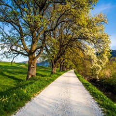 Fototapeta premium A gravel path winds through a verdant landscape, lined with blossoming trees under a bright sky