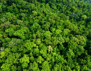 Aerial view of a lush, dense rainforest canopy