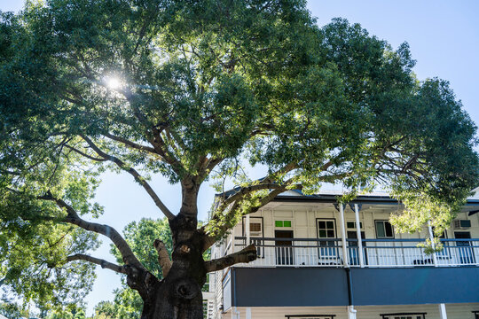 A low-angle view of a large, leafy tree with sunlight filtering through its dense canopy, obscuring a traditional Queenslander house with a balcony in the background.