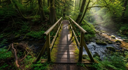 Obraz premium A wooden bridge spans a stream in a lush green forest bathed in sunlight