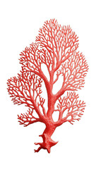 Obraz premium Detailed red coral, intricate branches