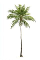 Isolated coconut palm tree against white background