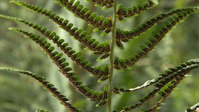  felce aquilina (Pteridium aquilinum)