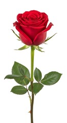 Fototapeta premium Single vibrant red rose with green leaves on white background