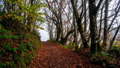 Fototapeta premium Winding trail through autumnal woods, leaves covering path, misty background