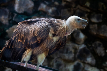 Himalayan Griffon Valture, picture clicked at Vandalur Zoo, Arignar Anna Zoological Park, Chennai, Tamil Nadu, South India, India