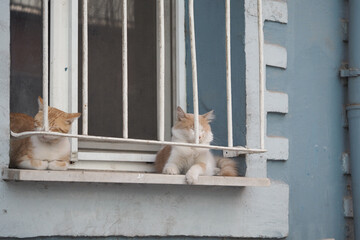 Two cats lounging by a window on a sunny day