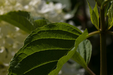 Closeup detail of veins in green leaves of a small tree