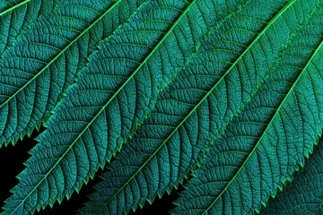 Obraz premium Close-up of vibrant teal leaves, detailed vein structure, sharply defined edges