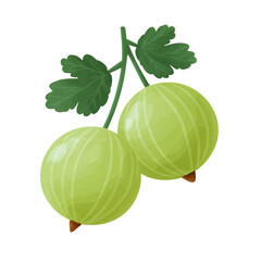 Gooseberry Branch: A vibrant illustration of a gooseberry branch, showcasing two fresh, ripe gooseberries and lush green leaves against a clean backdrop.