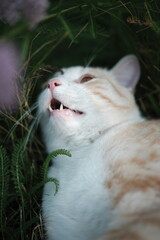 cat in the grass