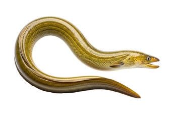Obraz premium A detailed close up of a yellow eel with its mouth open isolated on transparent background